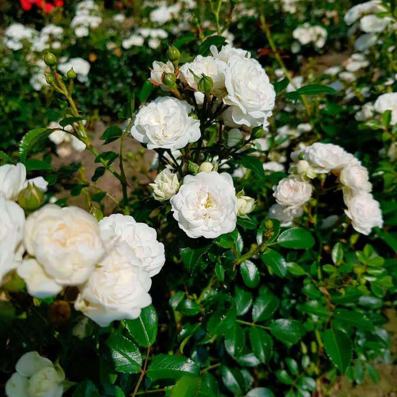 Bodendeckerrose 'Crystal Fairy'