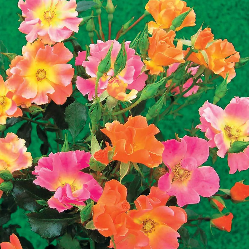 Bodendeckerrosen Happy Chappy (x3)