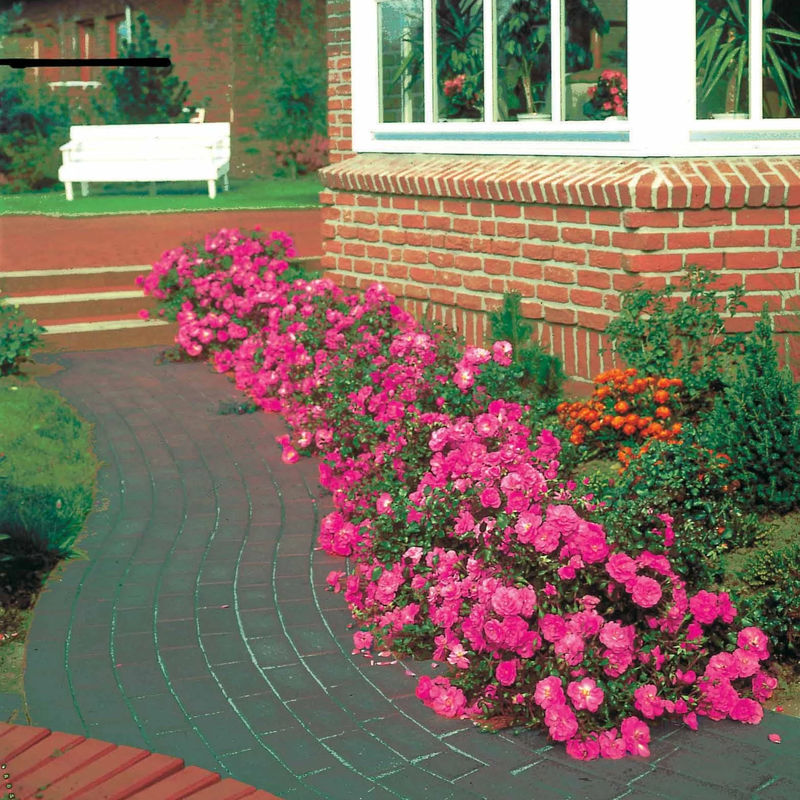 Bodendeckerrosen Mirato ® (x3)