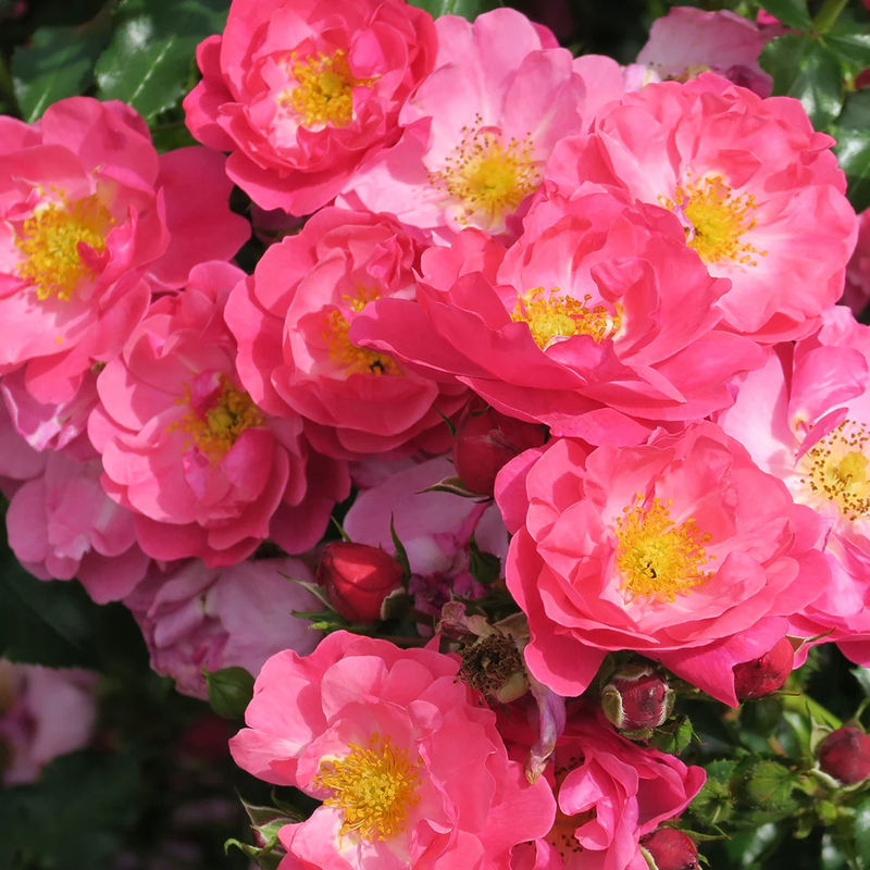 Rose Aromikeh Hotline®