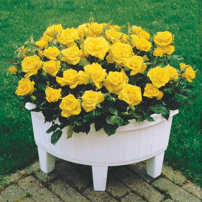 Mini-Rose Randilla gelb (x3)