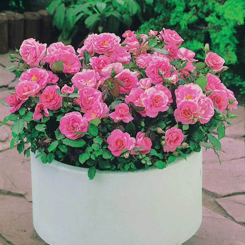 Mini-Rose Randilla rosa (x3)