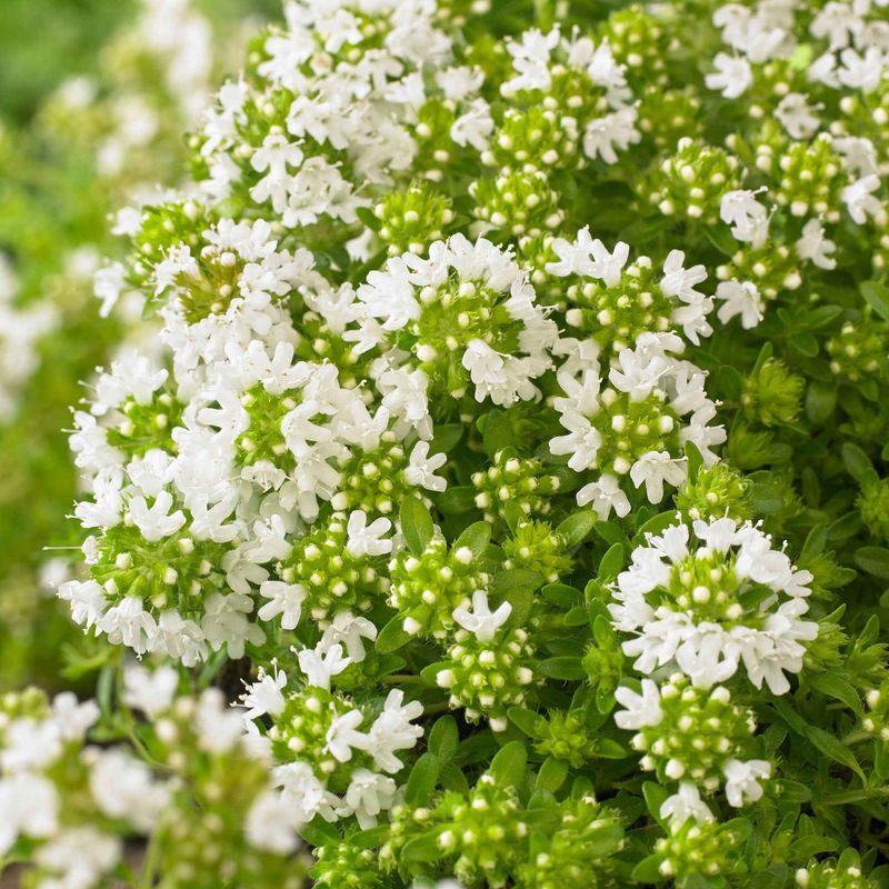 Frühblühender Thymian 'Albiflorus' (x3)