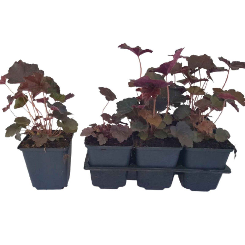 Purpurglöckchen 'Palace Purple' - Title:Das paket von 3 nackte wurzeln