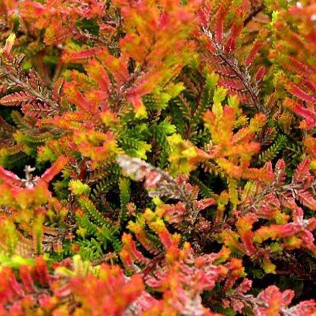 Besenheide Wickwar Flame