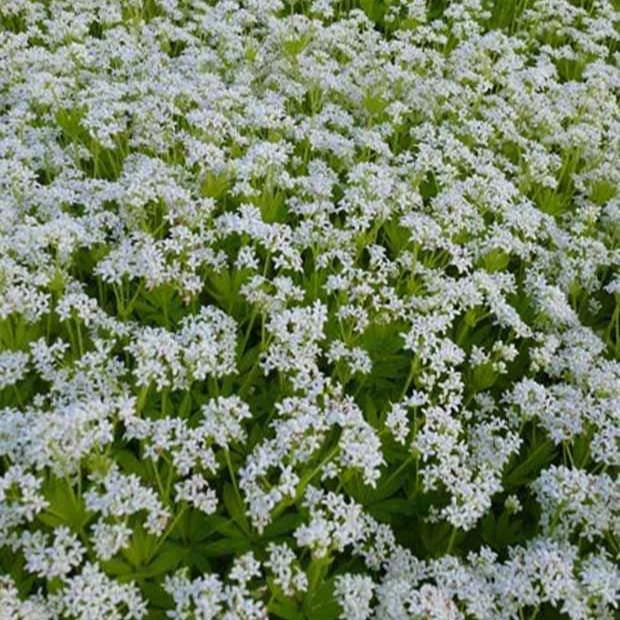 Waldmeister (x3)