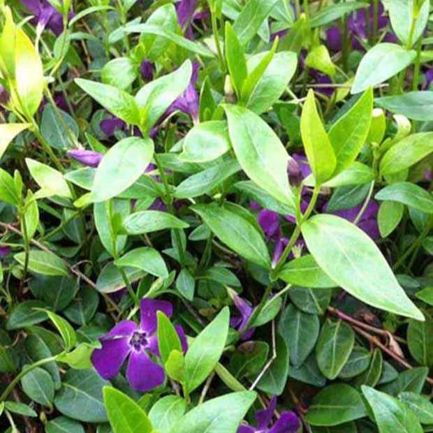 Kleines Immergrün Atropurpurea (x3)