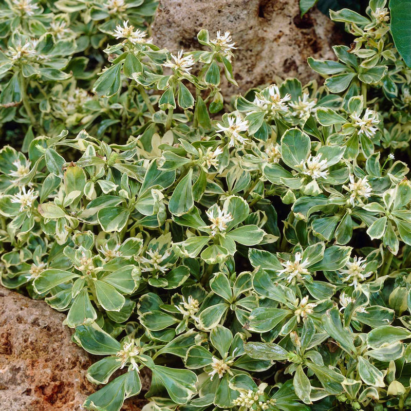 Dickmännchen 'Green Carpet' (x3)