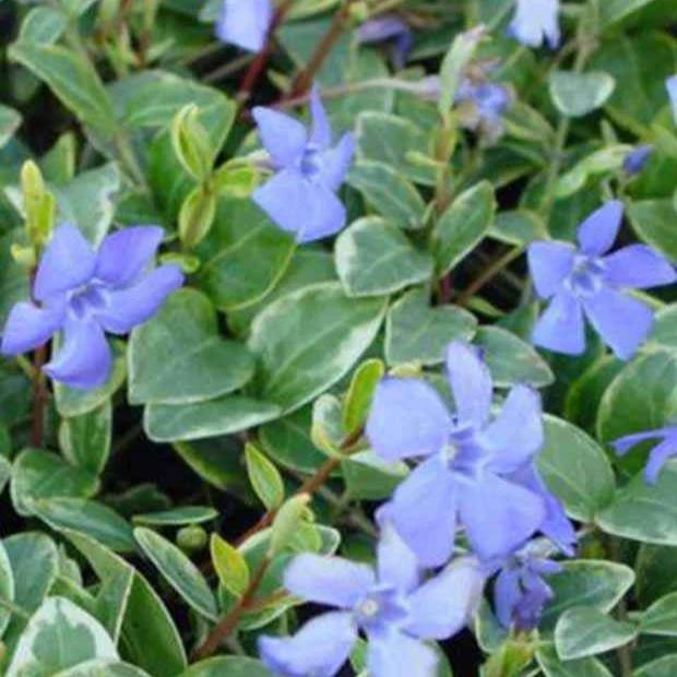 Kleines Immergrün Argenteovariegata (x3)