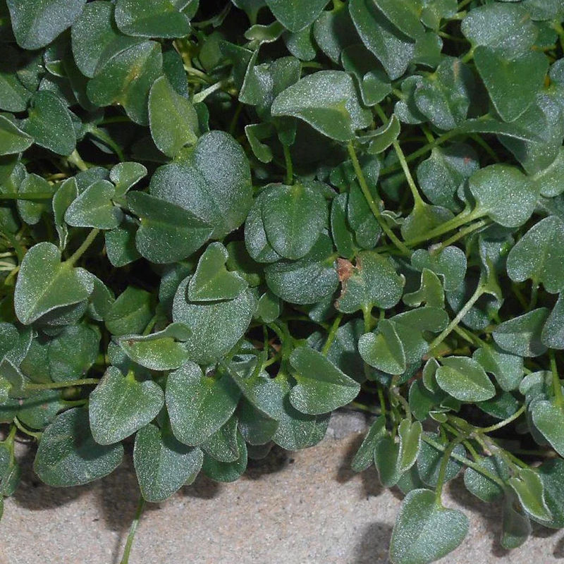 Falkia Repens