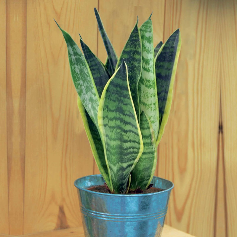 Bogenhanf Sansevieria