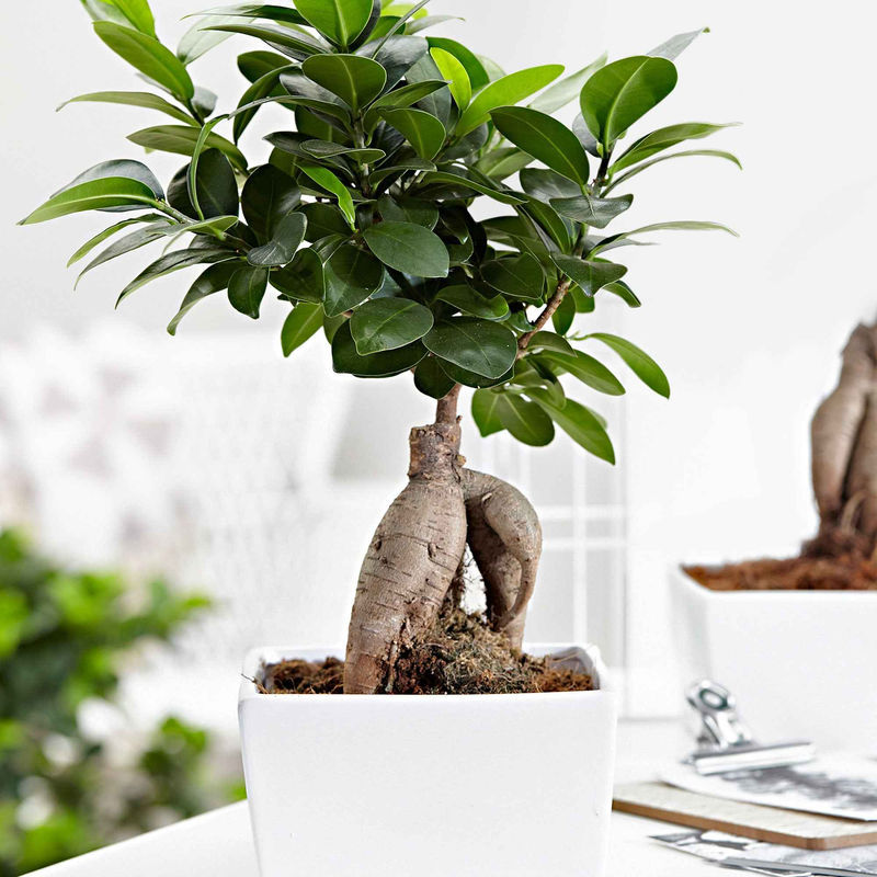 Bonsai Ficus 'Ginseng'