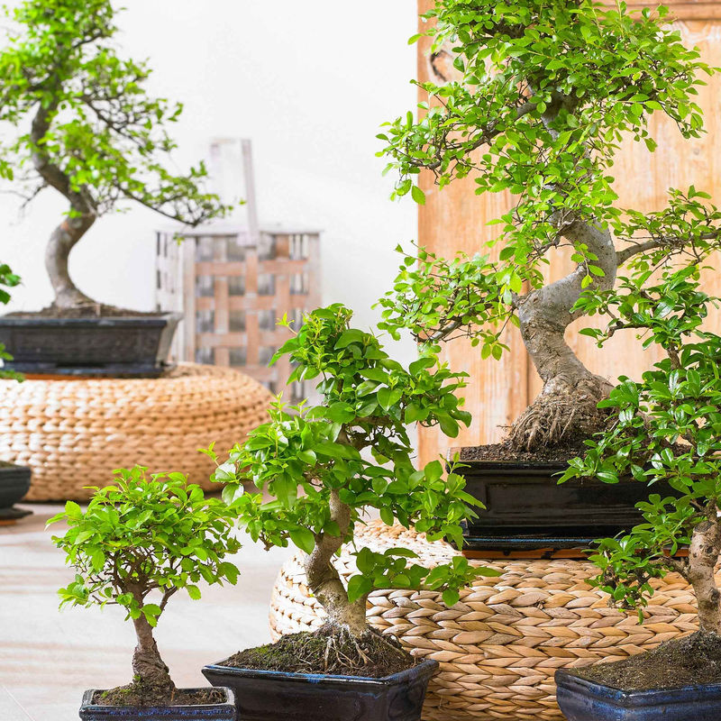 Bonsai Carmona Kugelform