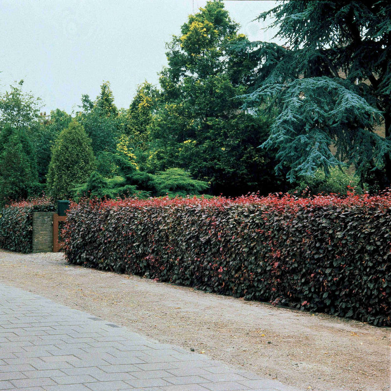 Rotbuche 'Atropurpurea'