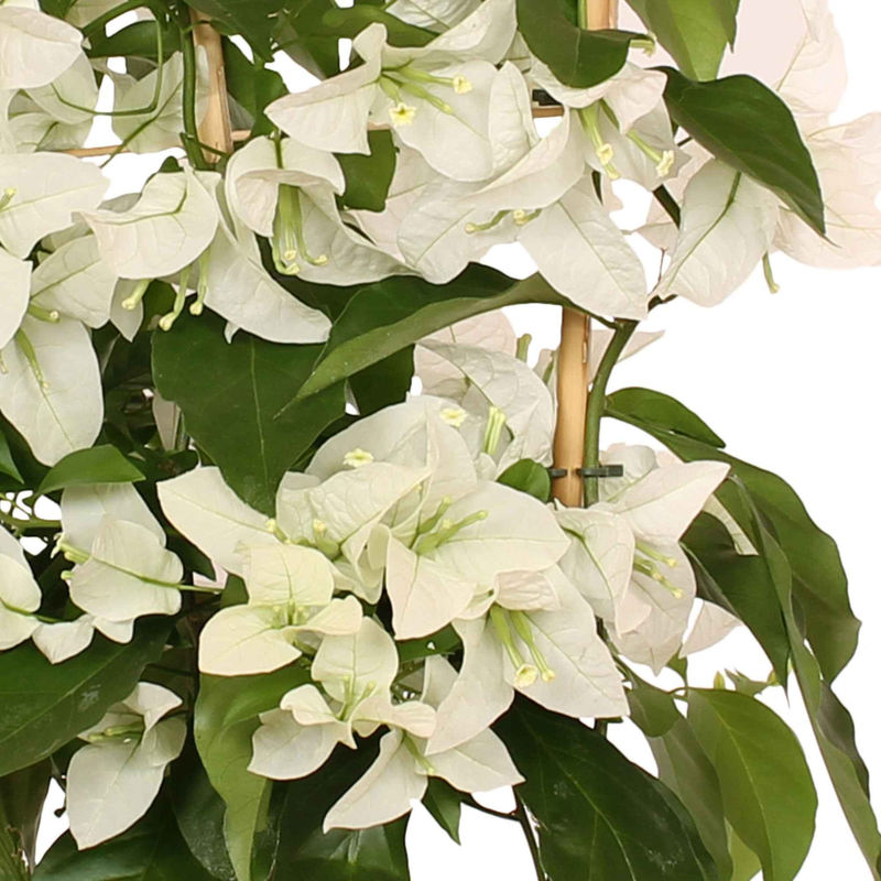 Drillingsblume 'White Cascade'
