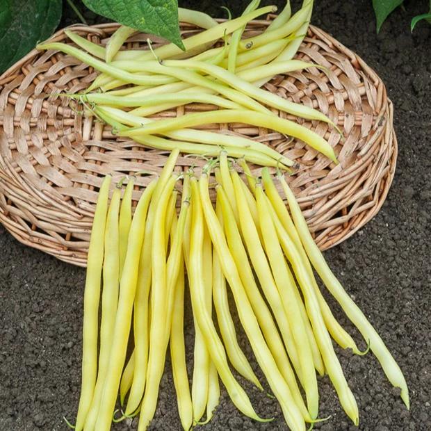 Buschbohne Beurre de Rocquencourt - Title:Das beutel / 100g / ±70 samen