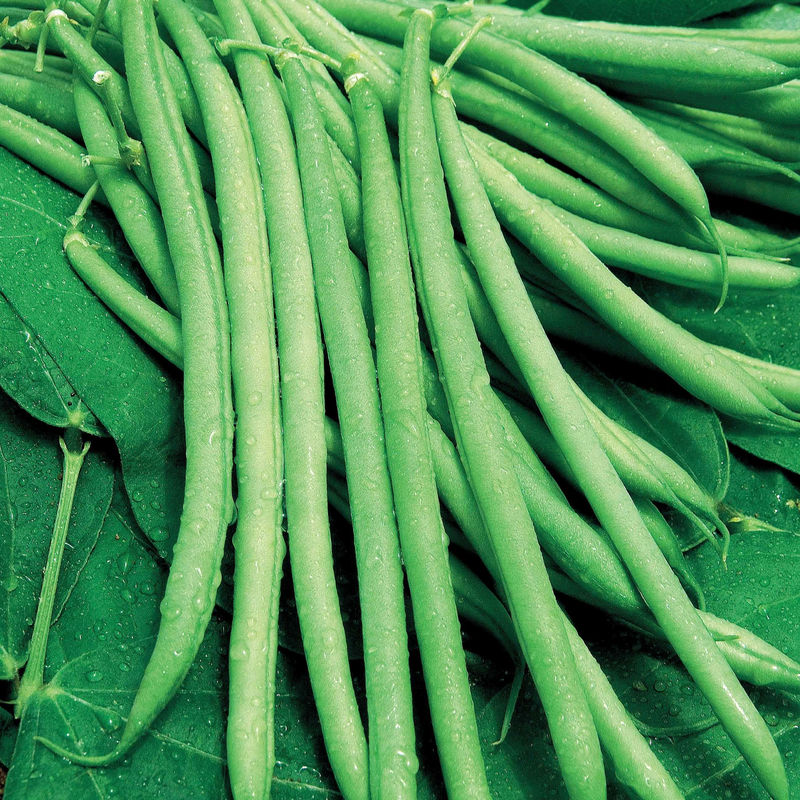 Bohne Mangetout Castandel