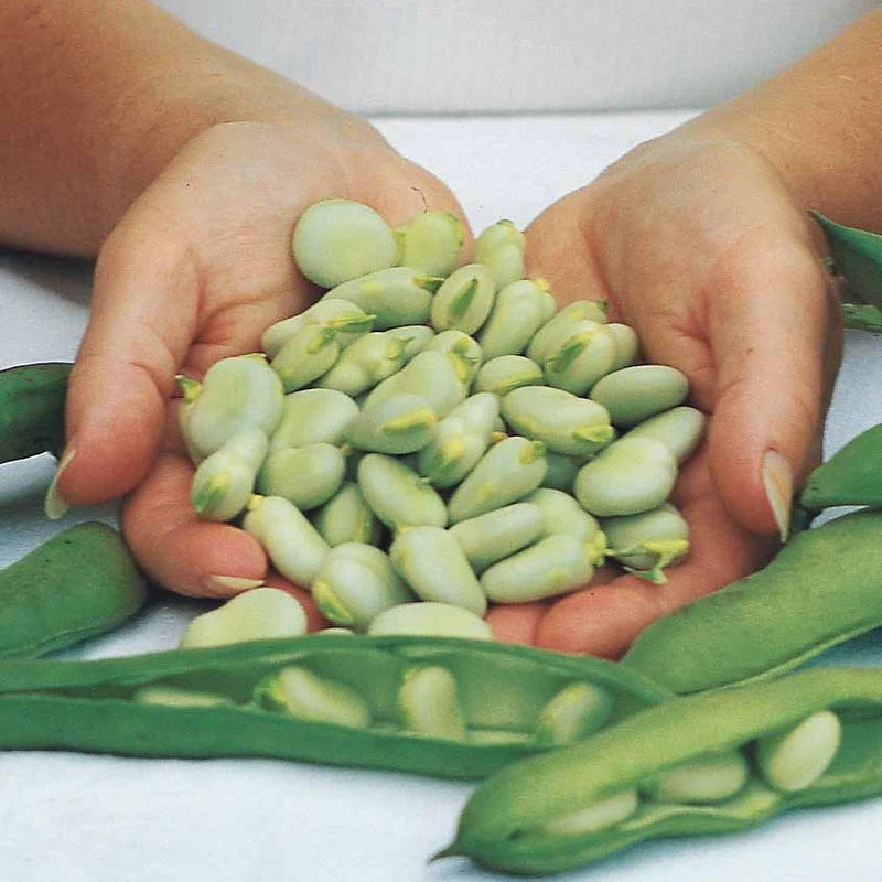 Ackerbohne Aguadulce