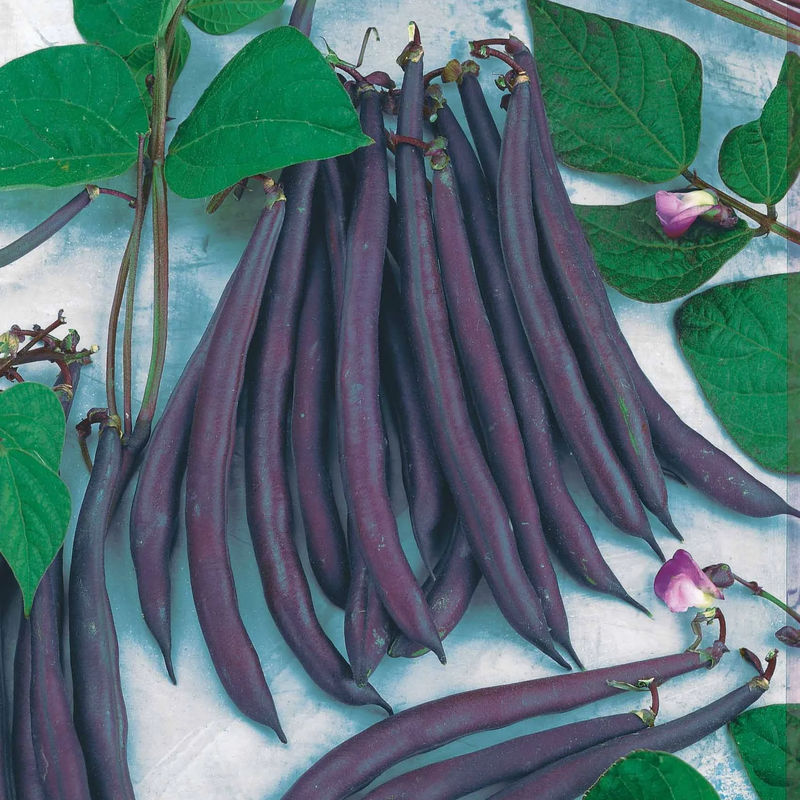 Buschbohne Purple Queen