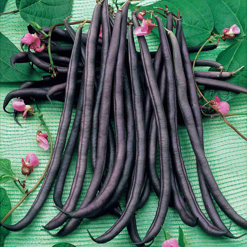 Stangenbohne mit violetten Hülsen