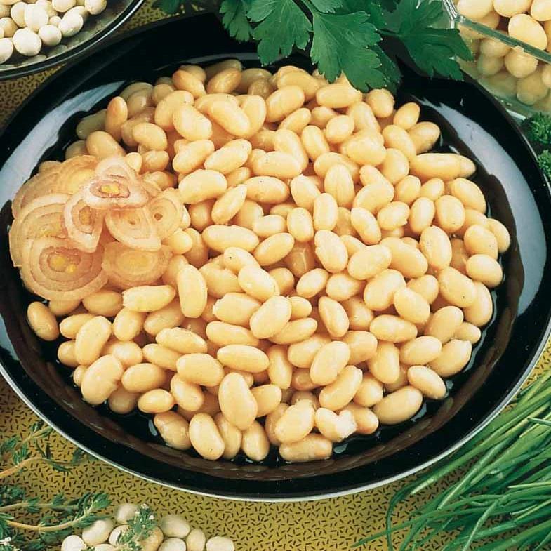 Buschbohne Coco Nain Blanc Précoce
