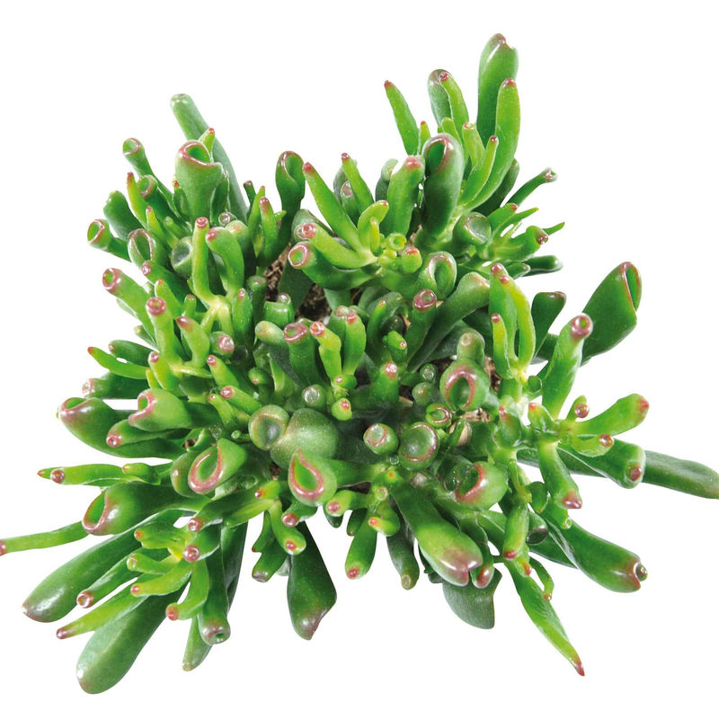 Sukkulente Geldbaum Crassula 'Hobbit'