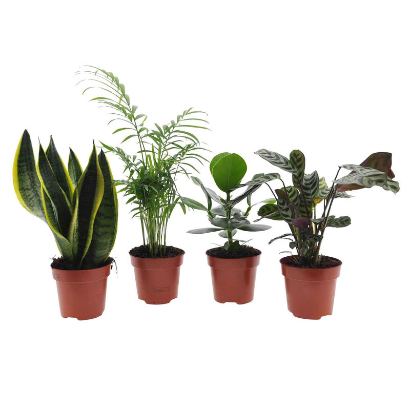 Pflegeleichte Zimmerpflanzen Mischung (x4)