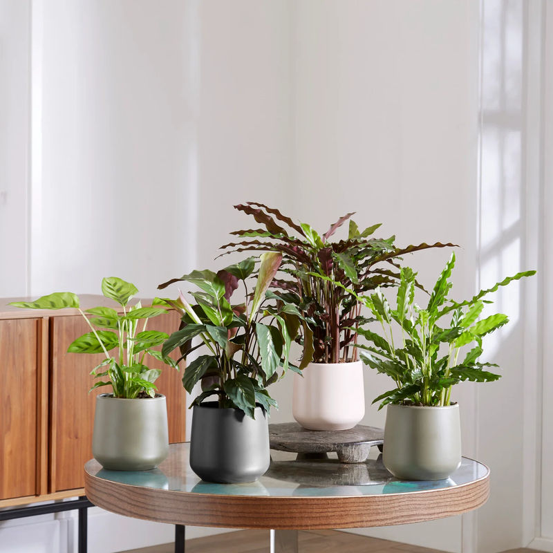 Calathea Mischung (x4)