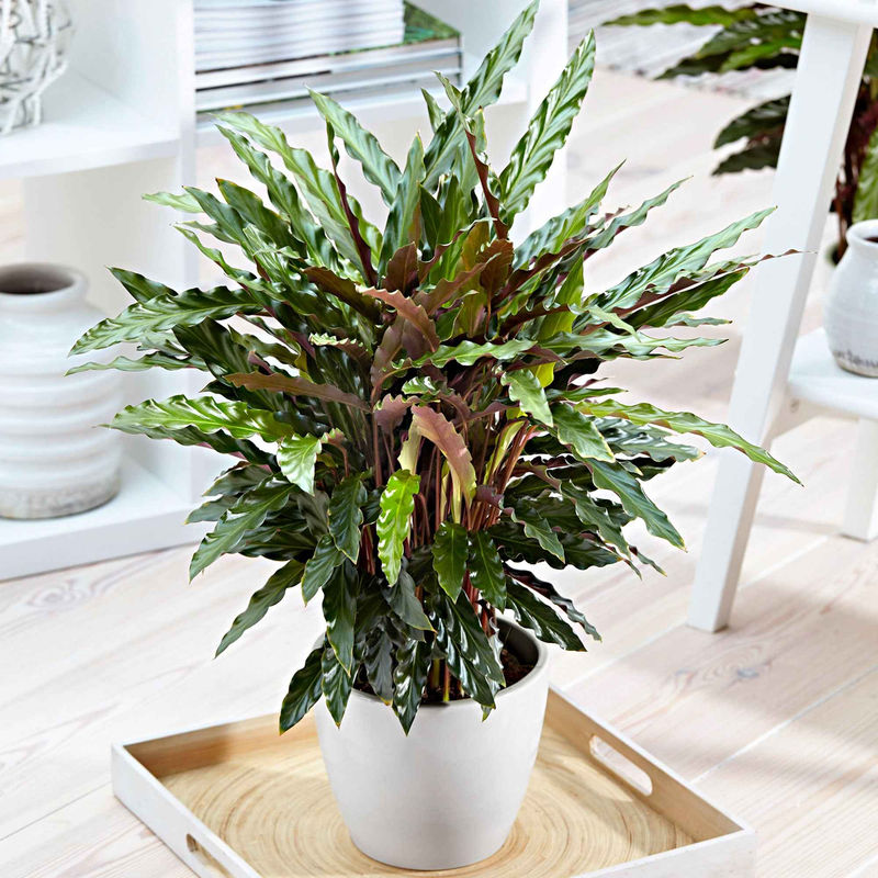 Korbmarante 'Elger Grass'