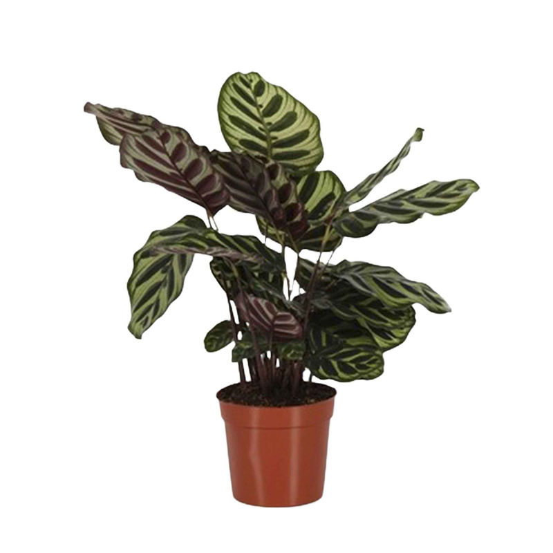 Korbmarante 'Makoyana' - Title:Der topf / Ø 14cm / Lieferhöhe 40-55cm