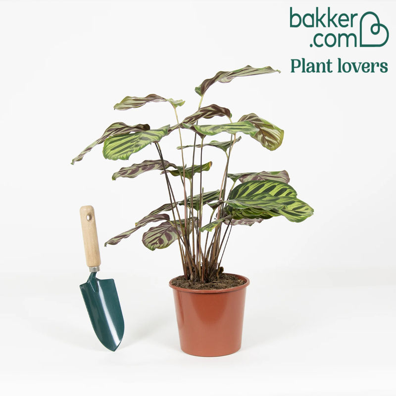 Korbmarante 'Makoyana' - Title:Der topf / Ø 17cm / Lieferhöhe 55-65cm