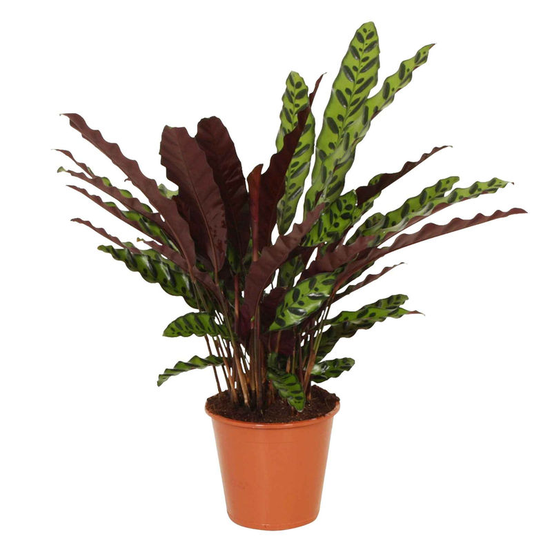 Korbmarante 'Insigne' - Title:Der topf / Ø 14cm / Lieferhöhe 45-55cm