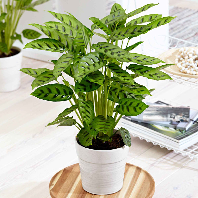 Korbmarante 'Leopardina'