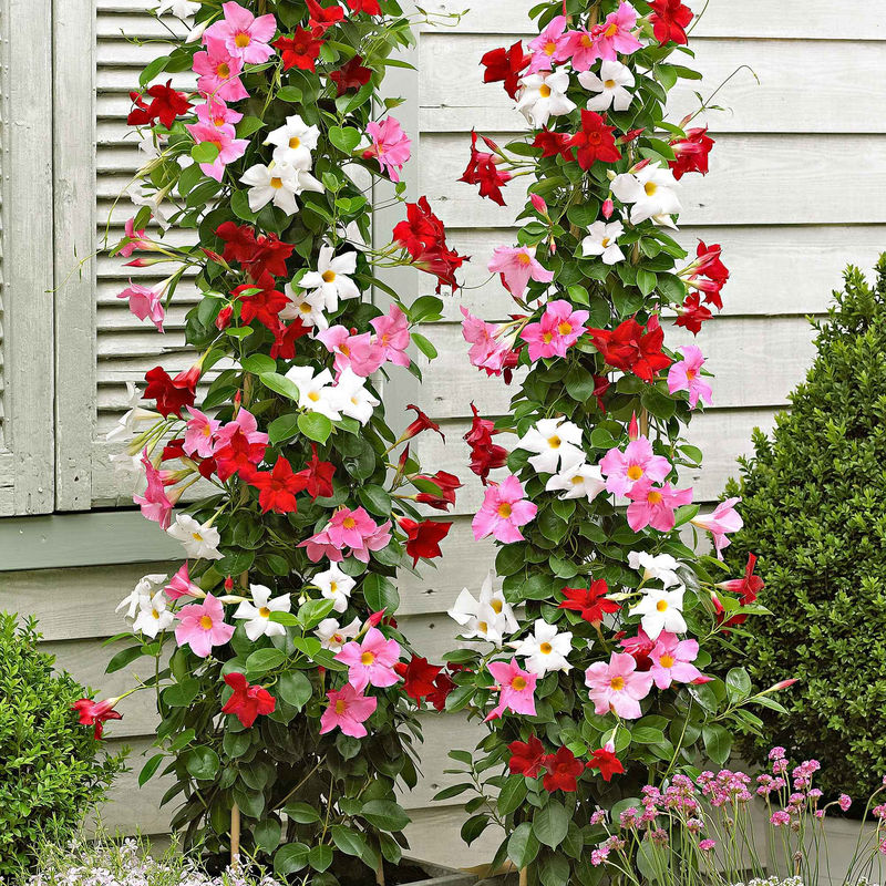 Chilenischer Jasmin Dipladenie (x3)
