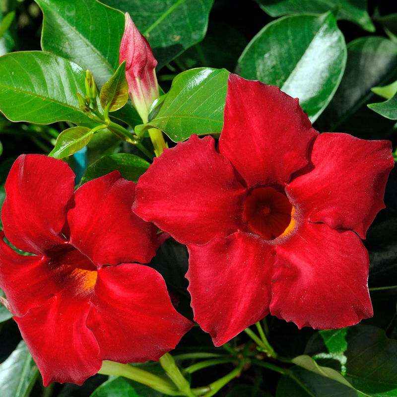 Brasilianischer Jasmin