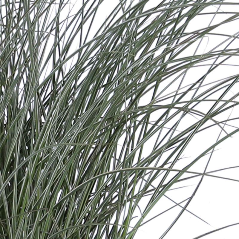 Chinagras Miscanthus 'Morning Light' - Title:Der topf / 3L