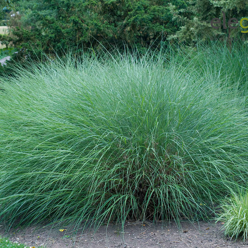 Chinaschilf 'Gracillimus' - Title:Der topf / 3L
