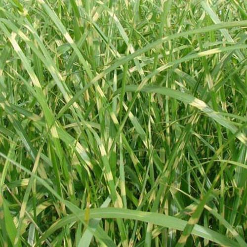 Chinaschilf Zebrinus Zebra-Eulalie