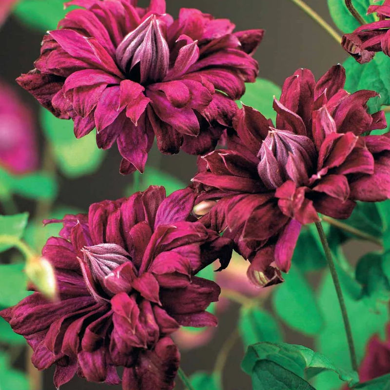 Waldrebe Purpurea plena elegans