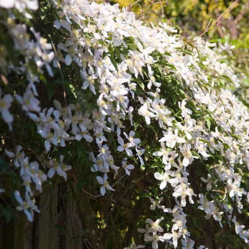 Berg-Walrebe 'Grandiflora'
