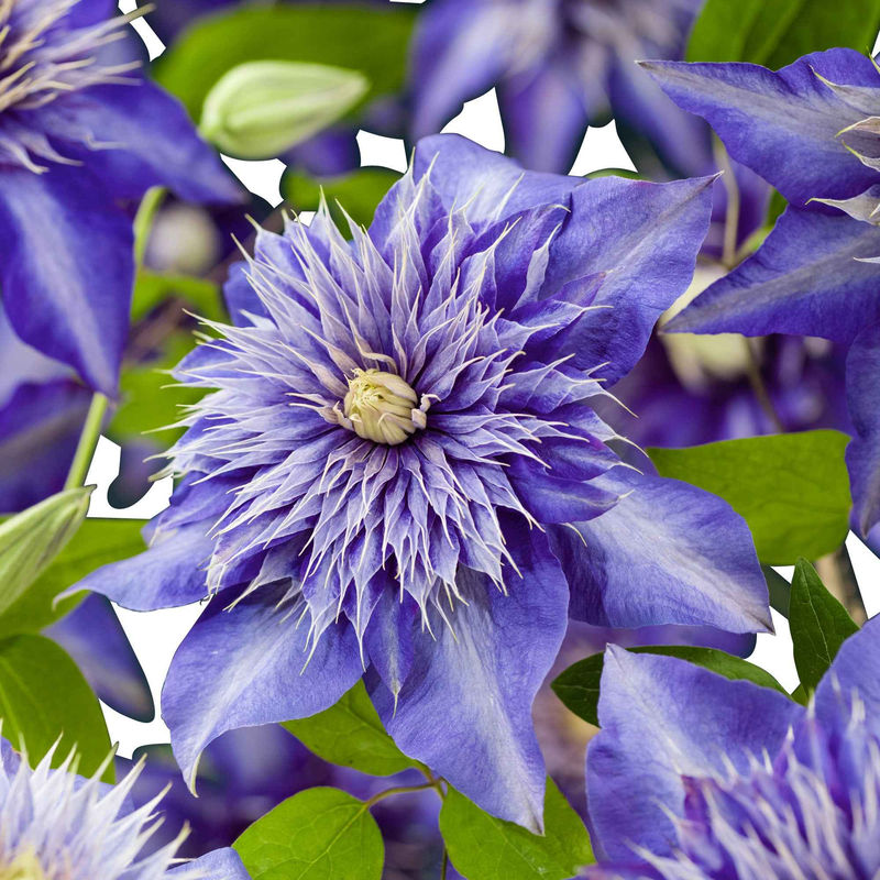 Clematis 'Multi Blue' - Title:Der topf / 2L / Lieferhöhe 40-50cm