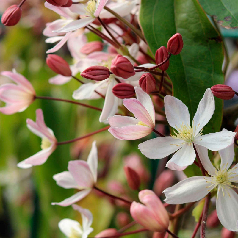 Immergrüne Waldrebe 'Apple Blossom'