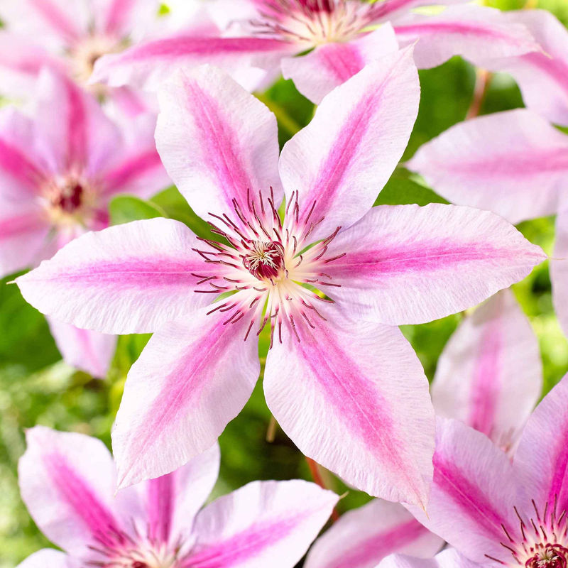 Waldrebe 'Nelly Moser'