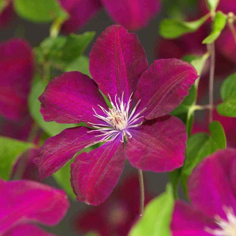 Clematis 'Rouge Cardinal'