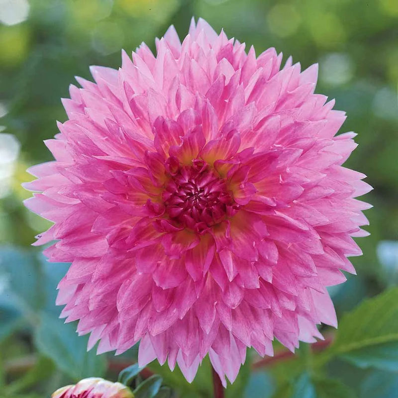 Dahlien Sakura Fubuki rosa (x3)