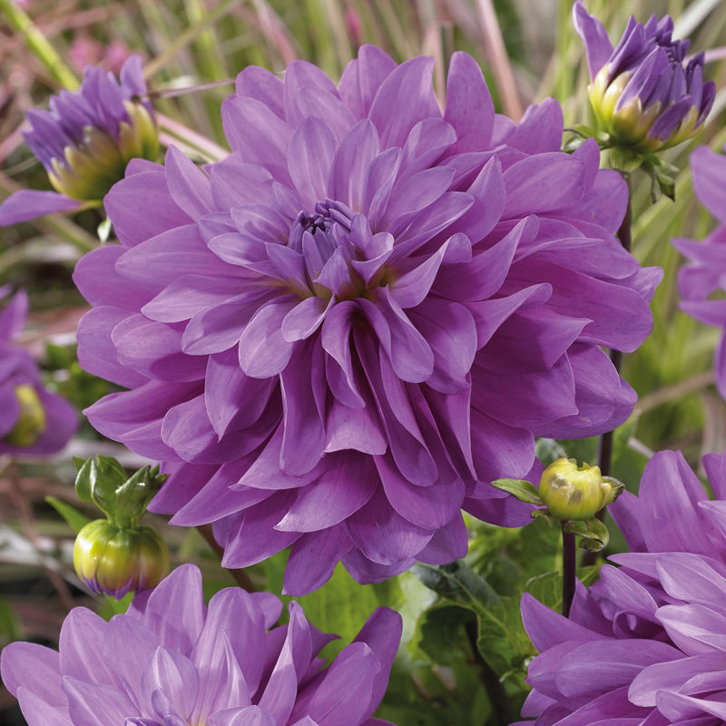 Dahlien Bluetiful (x3)