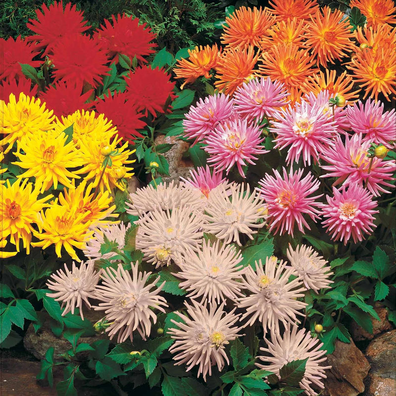 Dahlien White Happiness (x3)