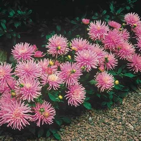 Kaktusdahlie Park Princess (x3)