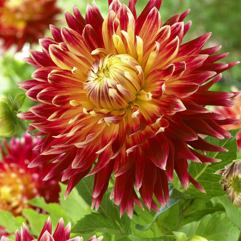 Dahlia 'Akita'
