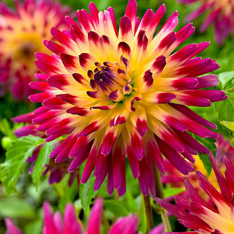 Kaktus Dahlie 'Tahiti Sunrise' (x3)